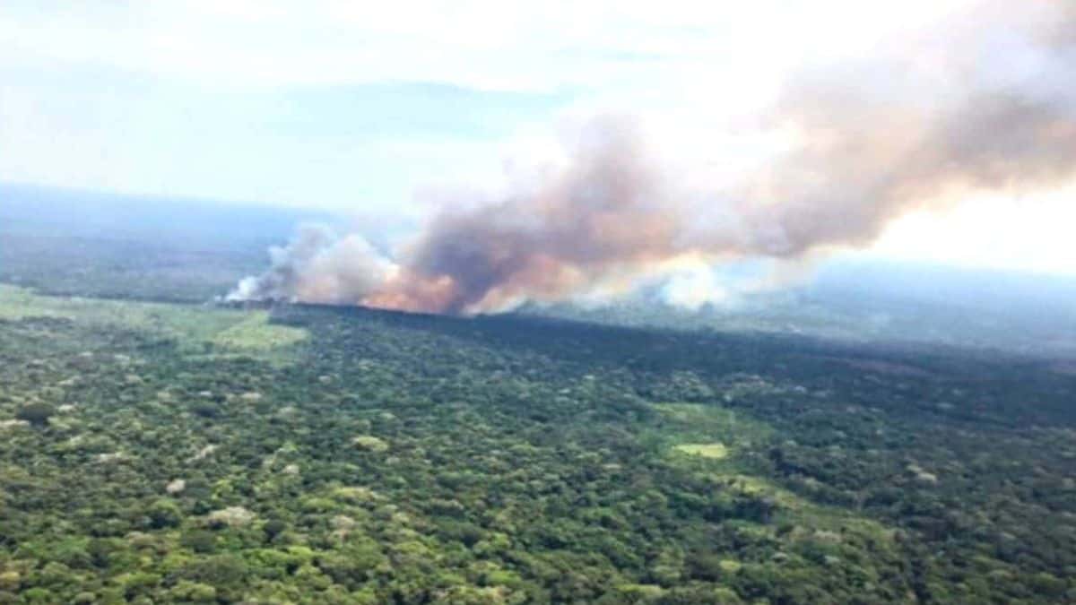 deforestación amazonas