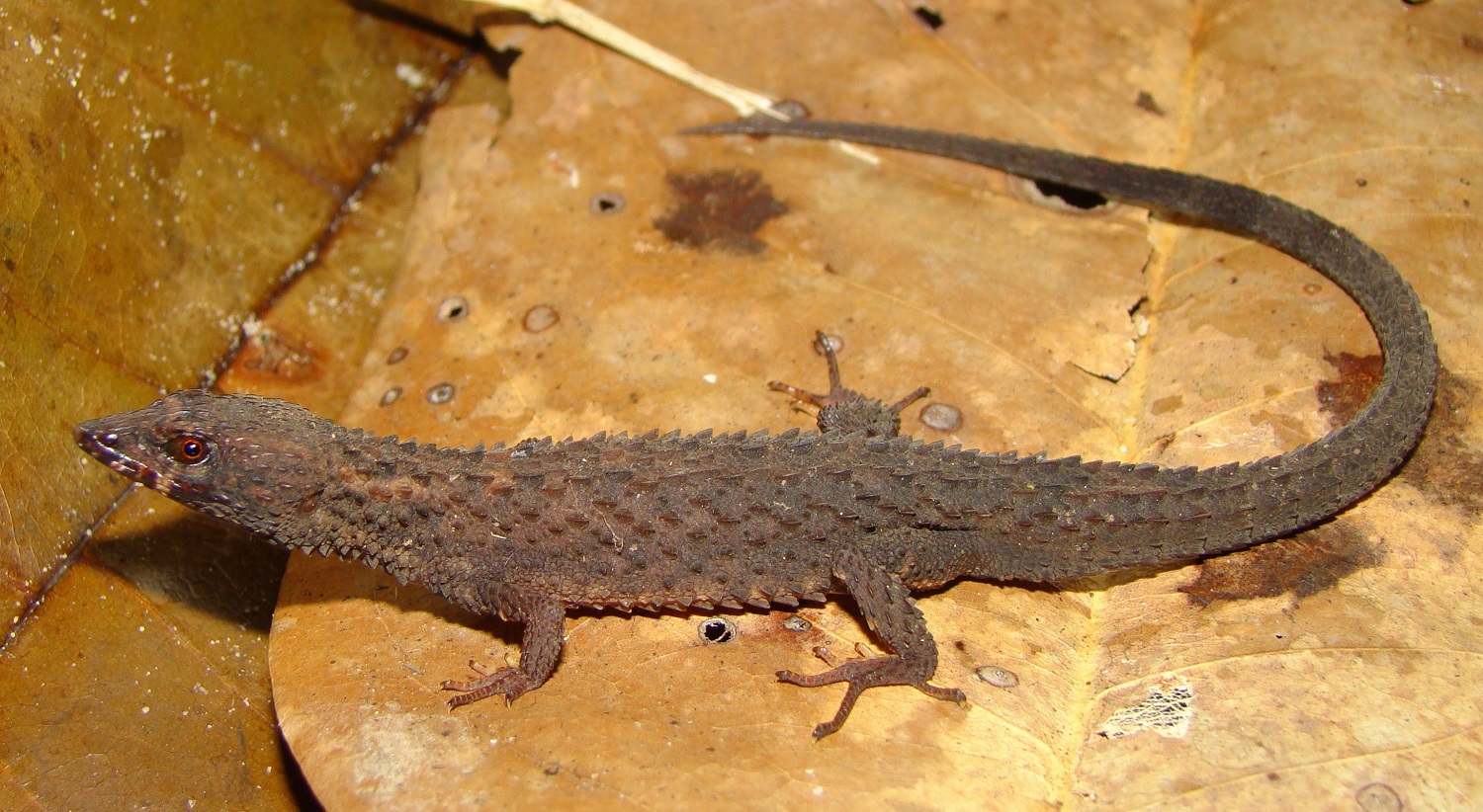 Kataphraktosaurus ungerhamiltoni Foto Fernando J.M. Rojas-Runjaic (1)