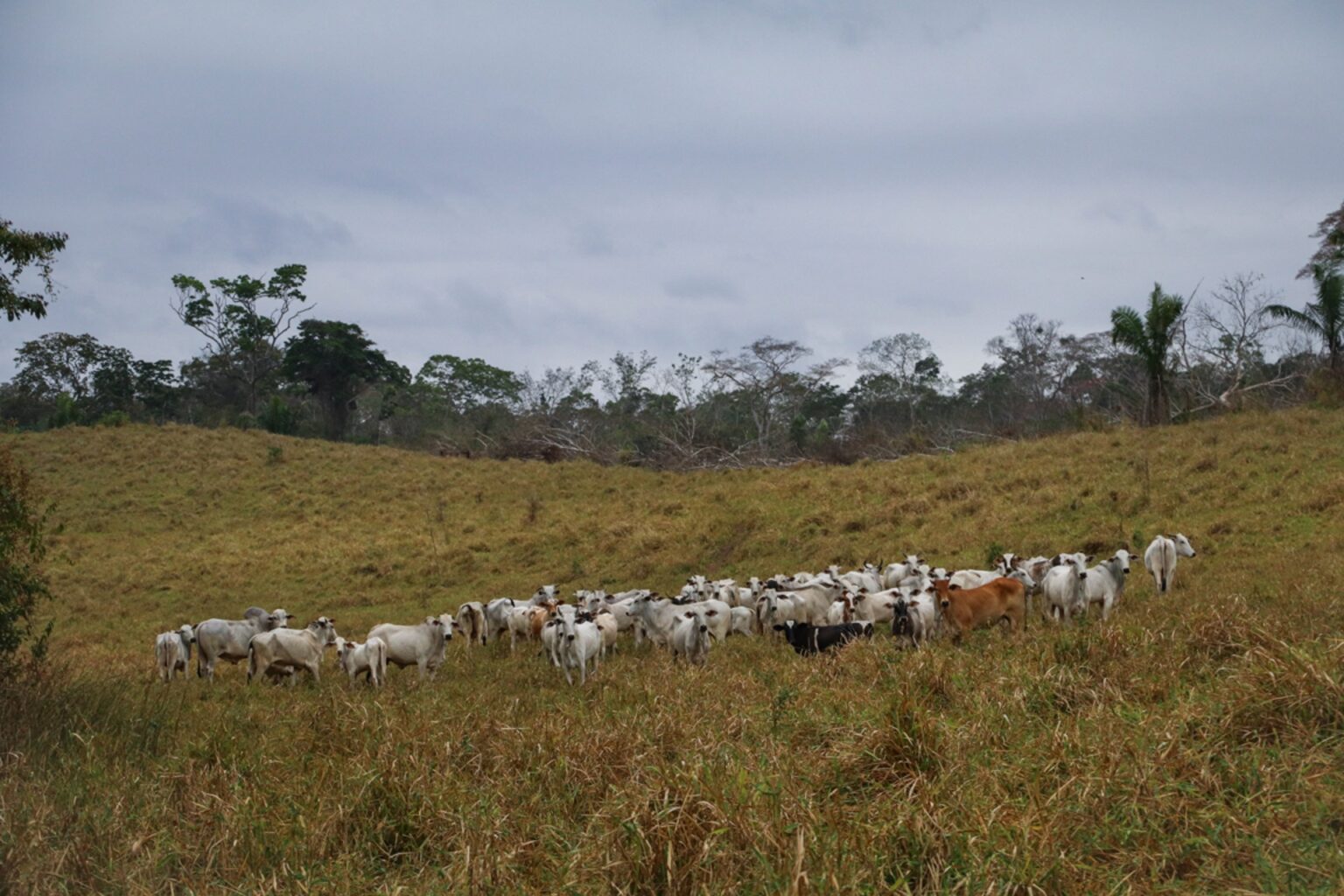 Oeco-1645-1536×1024