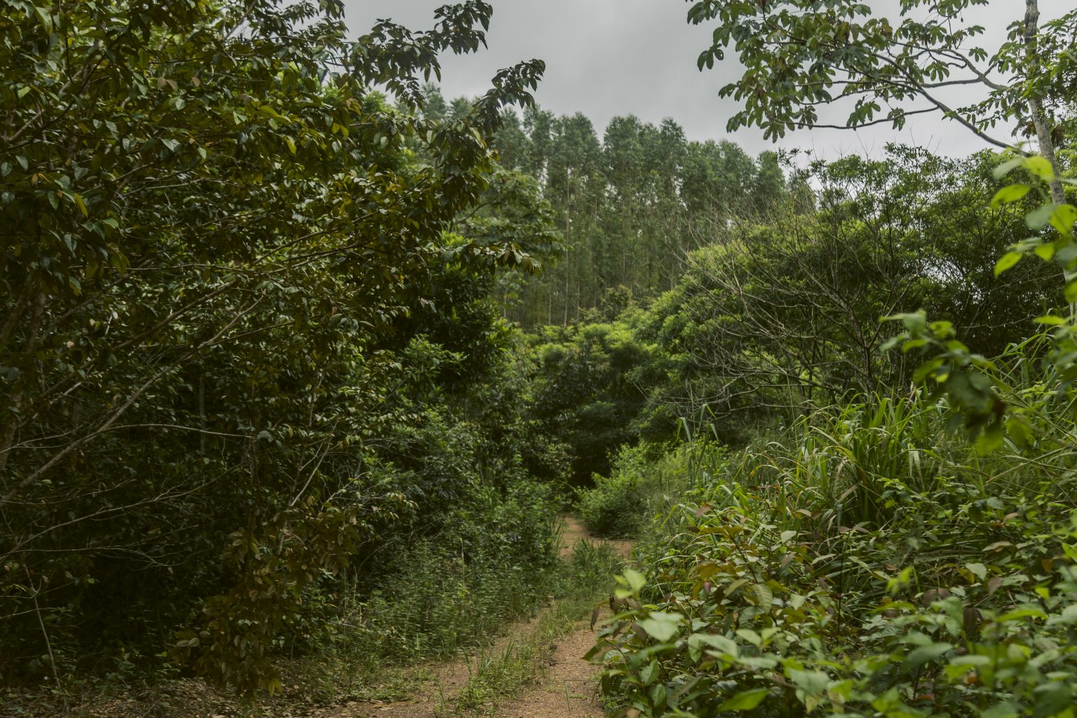 imazon_labmidia_vitorialeona_180322_14-1536×1024