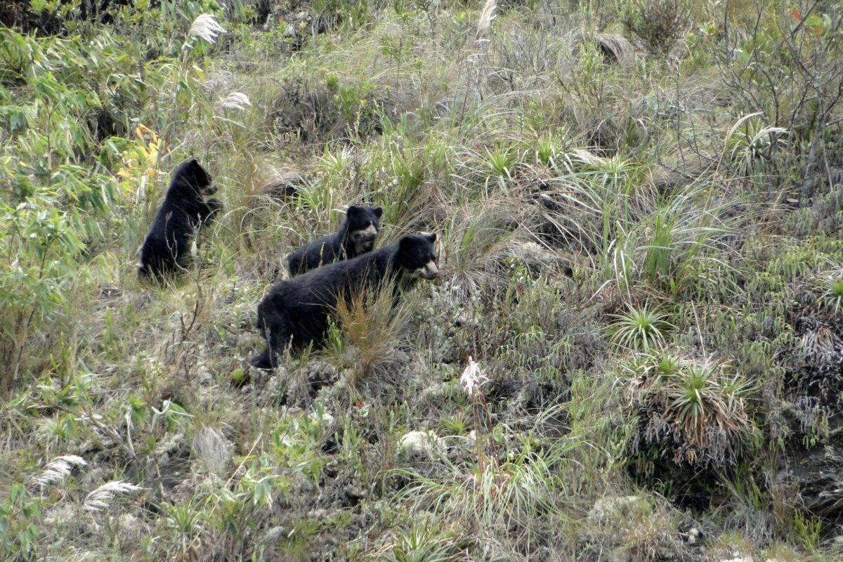 00-avistamiento-oso-de-anteojos-1200×800