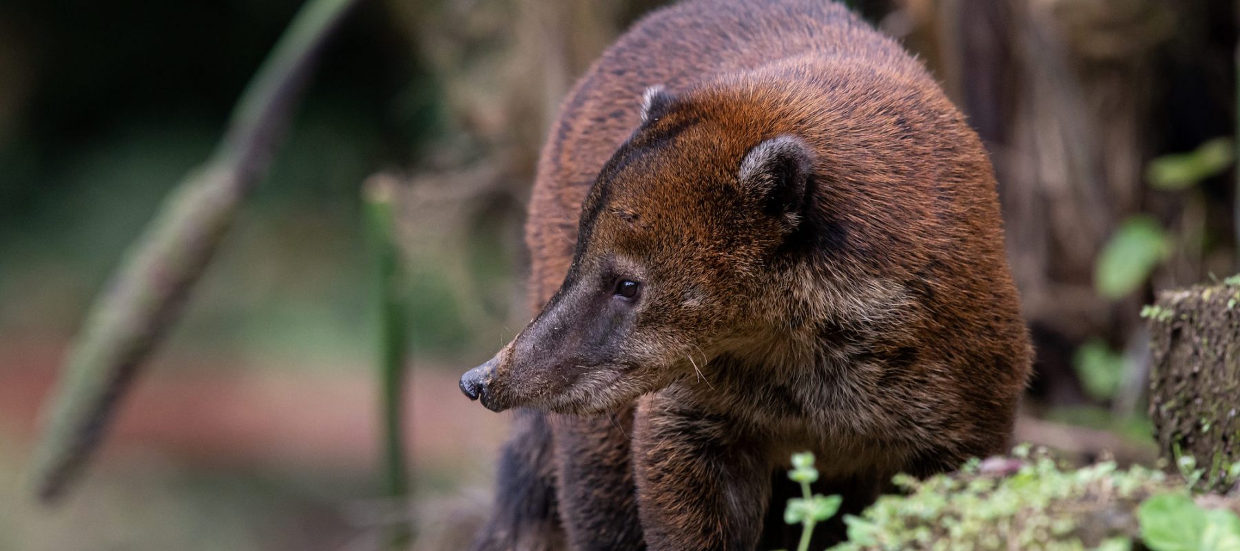 Coat-reserva-Buenaventura-Raf-Stassen-2000×890